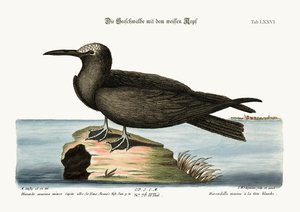 El Noddy, 1749-73 de Mark Catesby